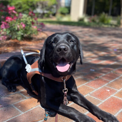 Kehtzia resting on a shady brick pathway with harness and tongue out.