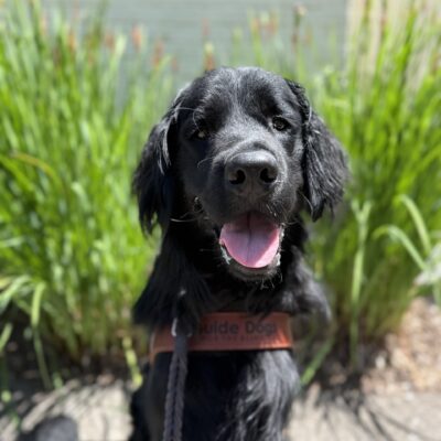 Lazlo sits in his guided dog harness in front of a landscaped area with tall grasses. His mouth is agape with his tongue showing as he looks at the camera.