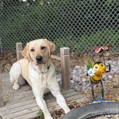 A portrait of Phaedra, a yellow Labrador retriever, laying on a wooden bridge in our sensory garden. Next to her is a small metal bee decoration and a tire filled with gravel.