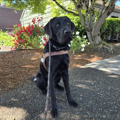 Pierogi is on his very first route! He's just wearing the harness body! He's sitting in front of a garden bed with roses and greenery in the background.