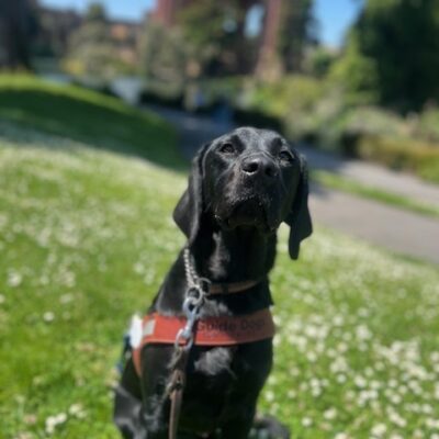 Petite black lab Raelyn sits in a field of grass with small white flowers. She has her ears back and her nose up towards the camera. Raelyn is wearing her leather harness with a blue soft handle and the SF Palace of Fine Arts is in the background.