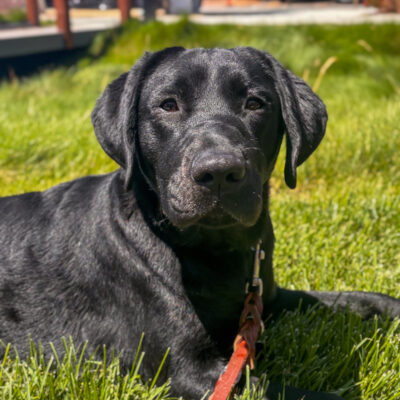 Venus, a black Labrador is lying in bright green grass on a sunny day. The dog is wearing a leash and looking calmly at the camera. Trees and parked cars are blurred in the background.