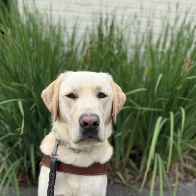 Draeger sits in front on a landscaped area with tall grasses. He is wearing his guide dog harness and stoically looking at the camera as he waits for his kibble for a job well done.