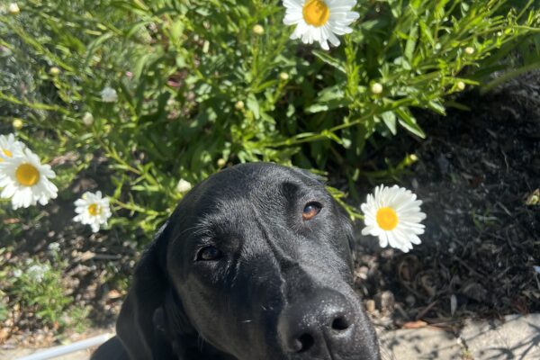 Jamila sits in front of the camera while wearing her harness. Behind her is a green bush with white and yellow daisies.