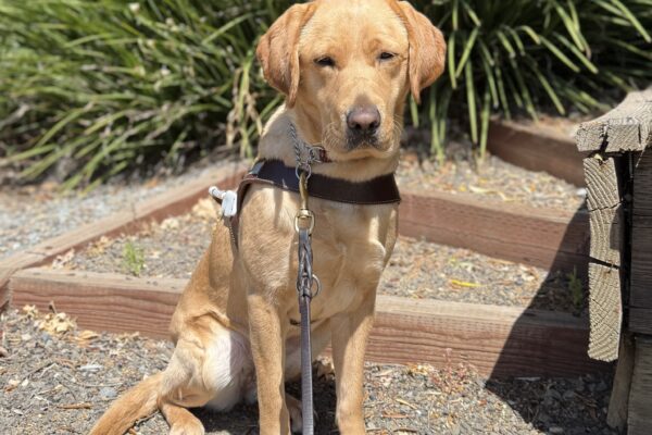 Jacinda in harness sitting one wooden steps with green foliage in the background.