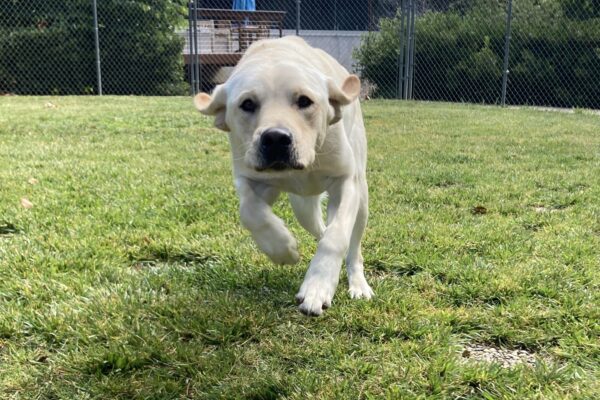 Adrian is running in an enclosed grass yard. He is running at the camera with his ears flapping in the wind.