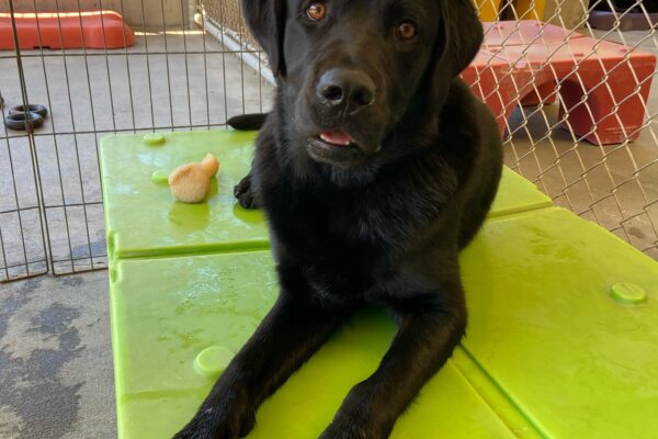 Sammy, a male black lab, lays on a lime green plastic play structure in one of our community run areas. His mouth is slightly open as he looks towards the camera with bright eyes. A plastic bone is by his rear feet, likely to be chewed on in the near future.