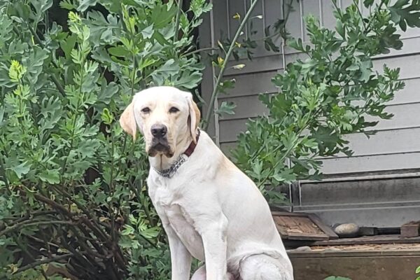 Crew sits on a wooden step in a lush green backyard. He is looking directly at the camera.
