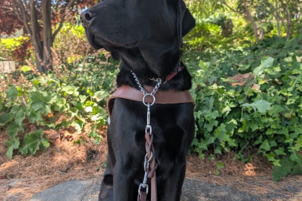 Kingsley sits in harness on a sidewalk in out CA campus with many plants in the background. He looks off the the left of frame with his eyes close, enjoining the breeze.