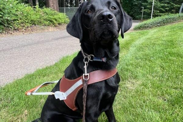 Black lab (Capella) sits in harness on a grass field with a gravel road in the background. Capella looks at the camera in a very stoic manner.