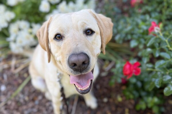 Nectarine sits in the bark in front of a row of bushes with brightly colored red and white flowers. She is looking directly up at the camera with an open-mouth, relaxed smile.