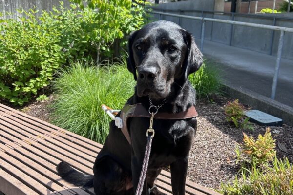 Male Black Lab/Golden cross Timon, is pictured sitting calmly on a slatted wooden bench, wearing a guide dog harness. The setting is a landscaped outdoor area.