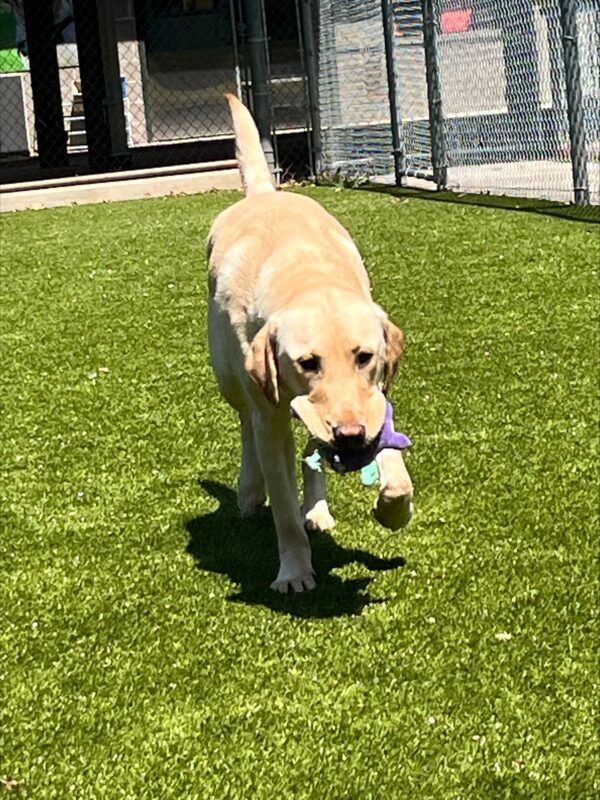 Yellow lab (Bastian) running towards the camera with a purple squeaky toy in his mouth.