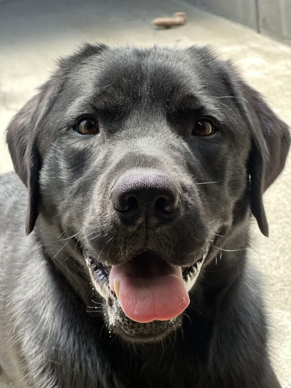 Close up portrait of Goalie wearing a smile on his handsome face!