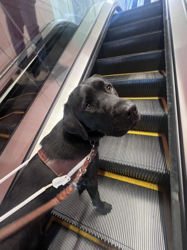 Goalie rides the mall escalators and looks up at his handler