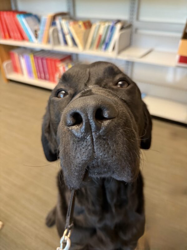 <p>Close-up of Jackson's big snout and soft eyes. Behind him are shelves of brightly colored books.</p>