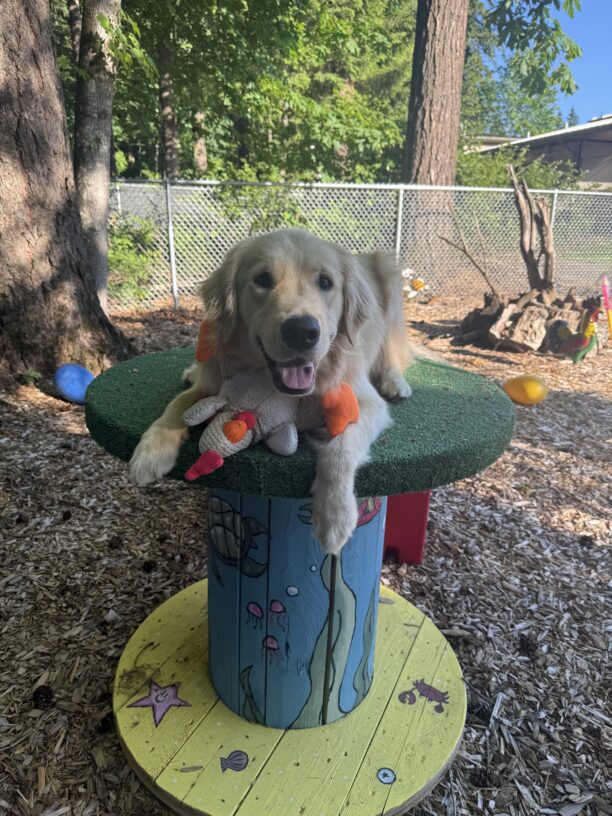 Kahu is laying on top of a large wooden spool painted with an oceanic theme. He is happily looking at the camera and panting with what appears to be a smile. He has his favorite chicken toy laying between his front paws. There are more toys, trees, and woodchips in the background.