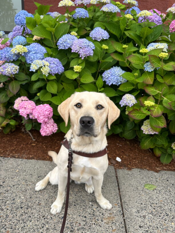 Yellow lab (Zora) sits in harness staring at the camera in front of beautiful purple flowers.