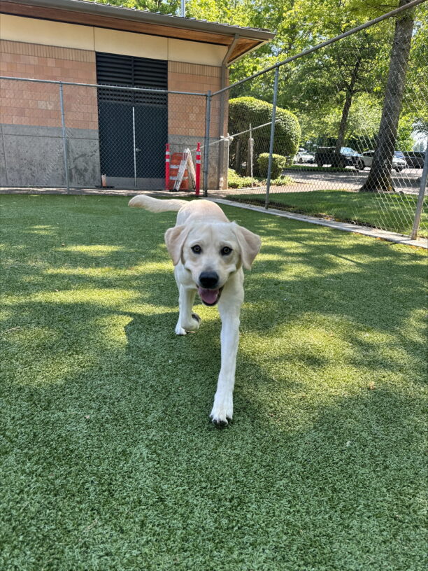 Yellow lab (Zora) walks on bright green turf towards the camera with a big smile on her face.