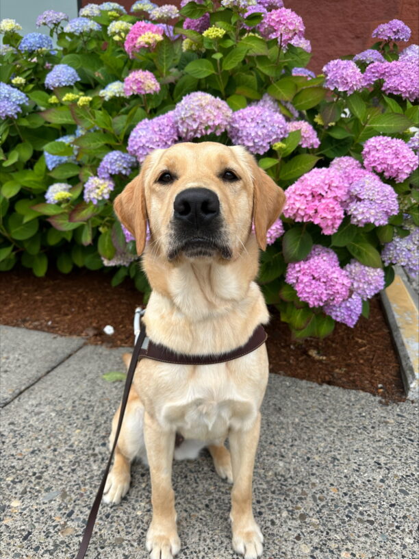 Yellow cross (Whiskey) sits in harness staring at the camera in front of beautiful purple flowers.