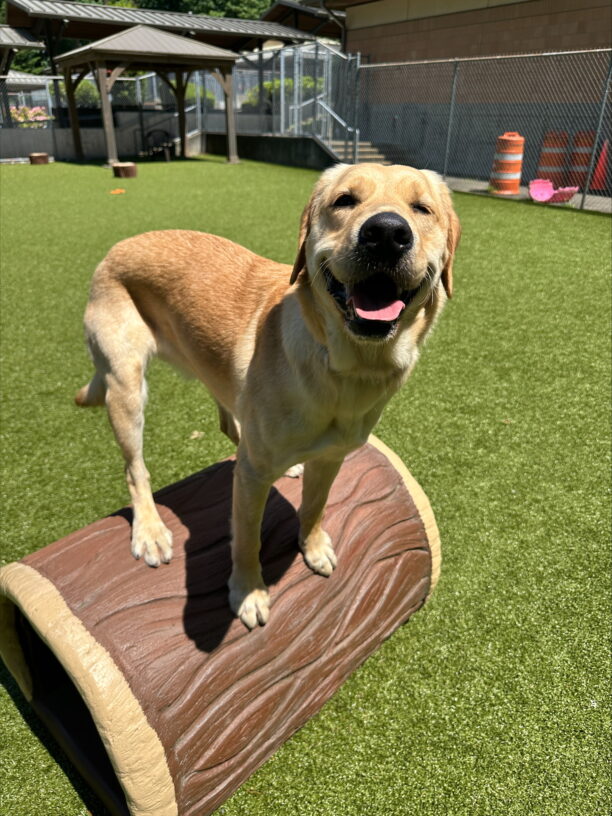 Yellow cross (Whiskey) standing on a play structure that looks like a tree log. Whiskey looks directly up at the camera with a big smile on her face on a sunny day.