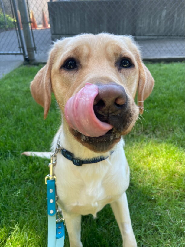 Yellow lab, Jesslyn, sits in a patch of grass looking at the camera licking her lips dreaming of the treat she's about to get.