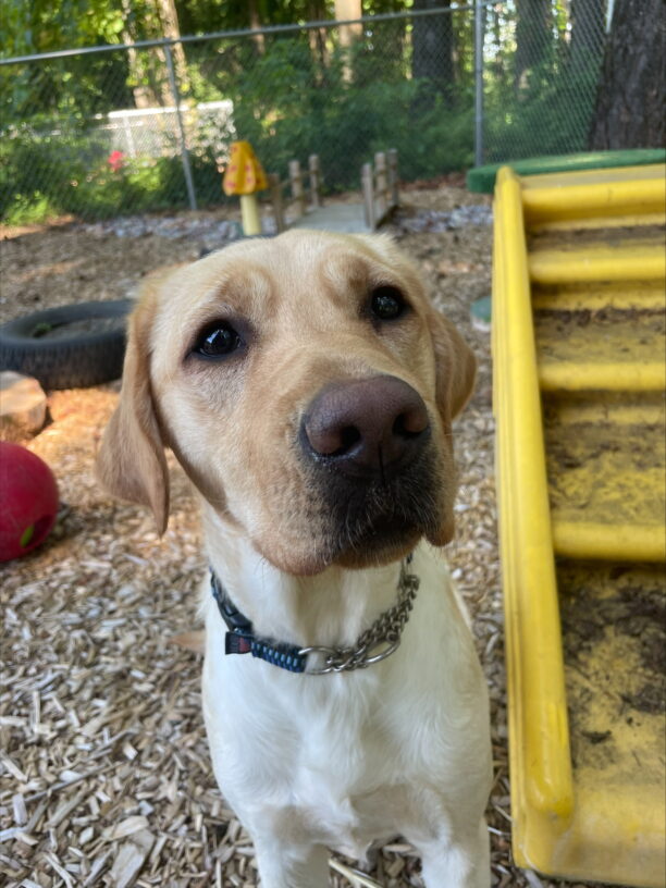 Yellow lab, Jesslyn, stands attentively in a play yard on the Oregon campus eagerly waiting the