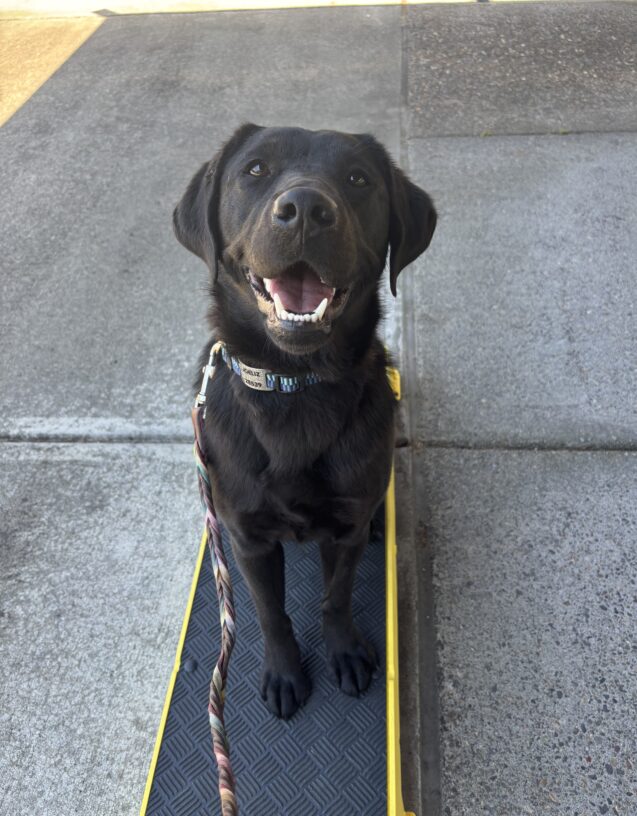 A female black Labrador Retriever sits on a black and yellow pedestal looking up at the camera. Her mouth is open and in a happy expression. A multicolored leash is outstretched from her.