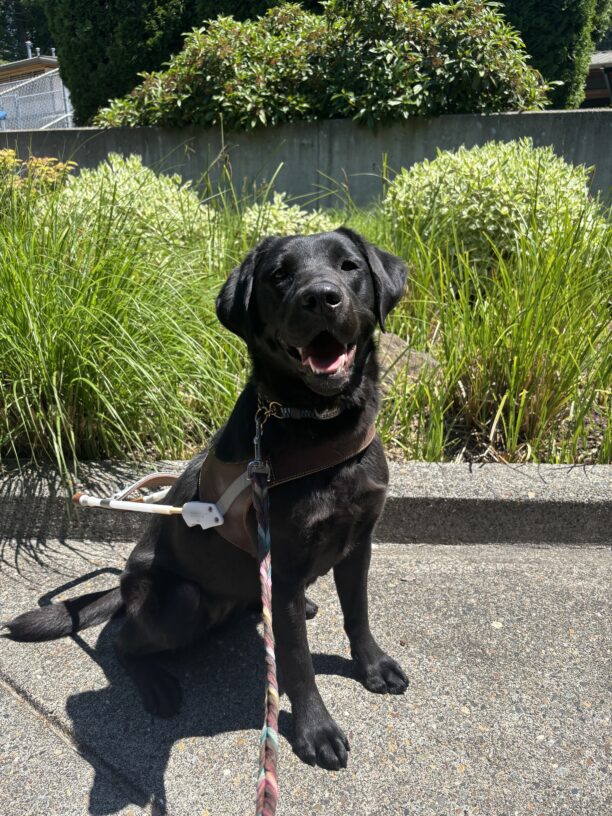 A female black Labrador retriever sits in harness looking at the camera. Her mouth is open and it shows a happy expression. Behind her is a garden bed filled with green bushes and grasses.