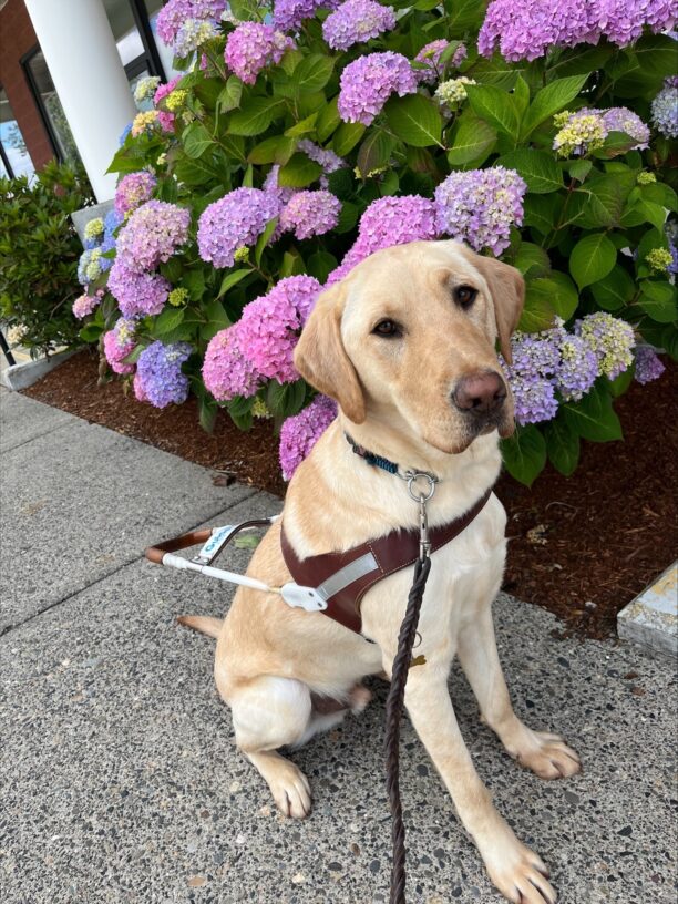 Yellow lab (Bastian) sits in harness staring at the camera in front of beautiful purple flowers.