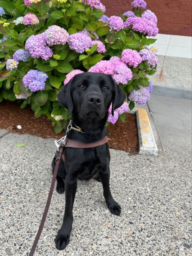 Black lab (Lupine) sits in harness staring at the camera in front of beautiful purple flowers.