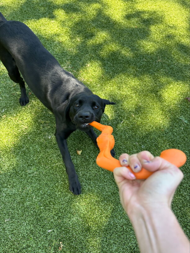Black lab (Lupine) tugging on an orange tug toy while the handler holds it. Lupine appears to be pulling with all her might, teeth showing and paws dug into the ground.