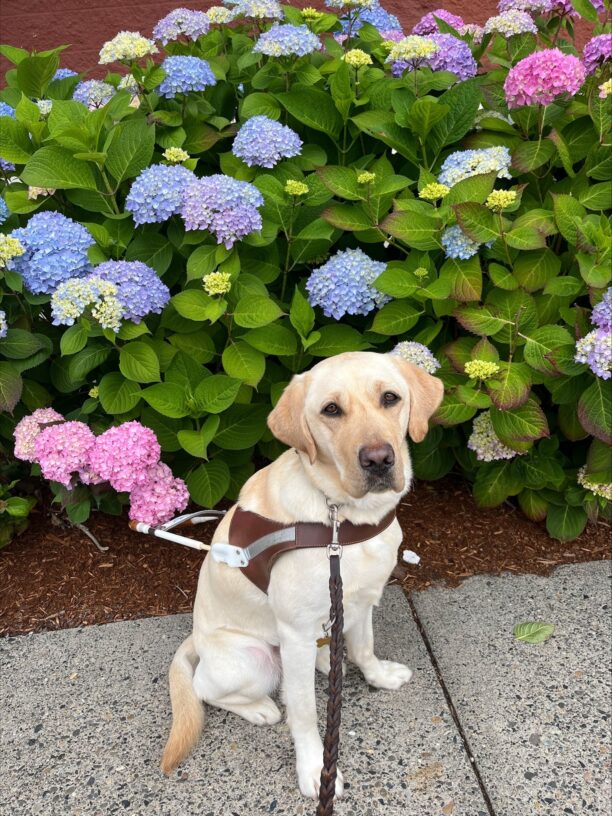 Yellow lab (Coast) sits in harness staring at the camera in front of beautiful purple flowers.