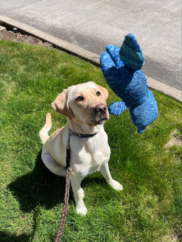 Yellow lab (Coast) sits with the sun shining on her face. A blue squeaky toy flies in the air as Coast stares intensely waiting to catch it.