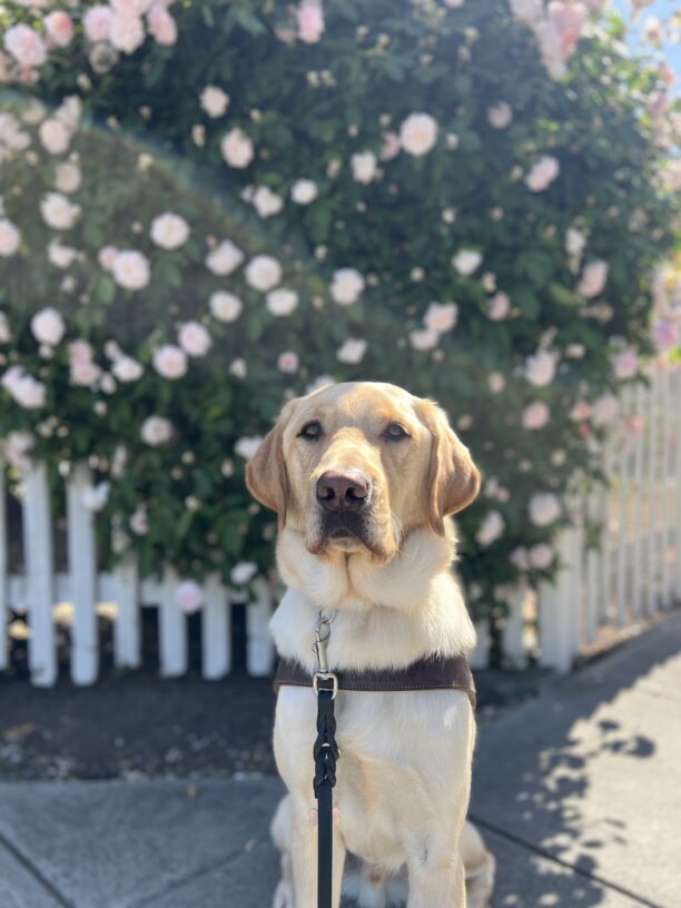Maddox sits in harness looking at the camera. Behind him is a white picket fence and a large green bush with pink flowers.