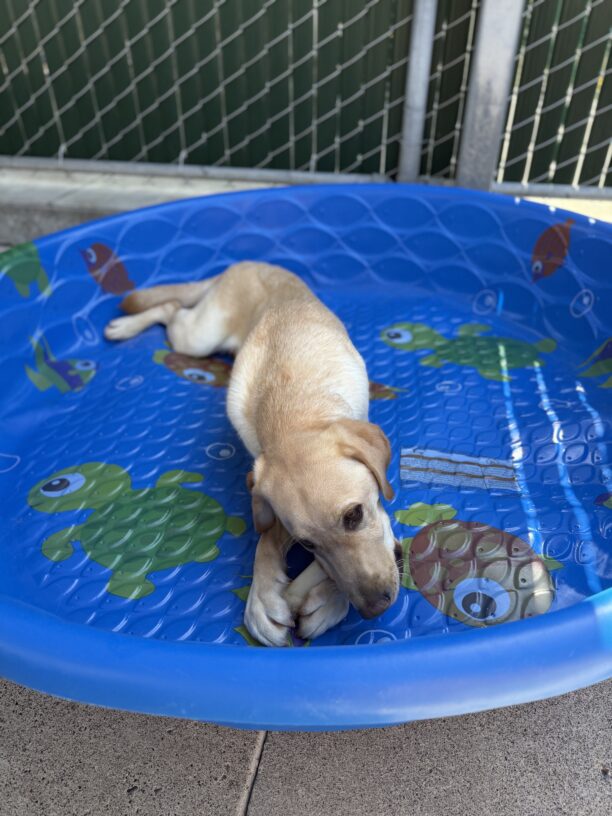 Maddox lays in an empty kiddy pool while chewing on a bone in between his feet.