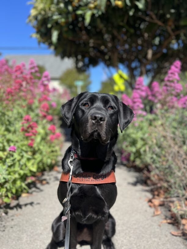 Kavya sits on the sidewalk in her harness. She is surrounded by bright green and pink flowers on either side.
