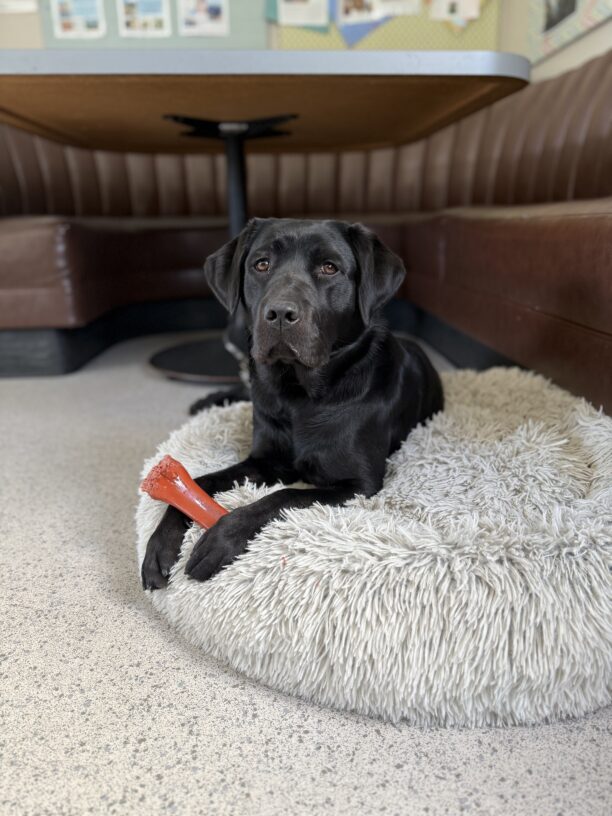 Kavya lays on a fluffy gray dog bed looking at the camera. In between her front paws is a red Nylabone.
