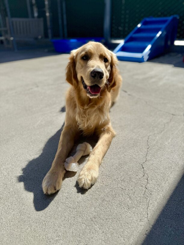 Falk is laying down looking at the camera with his tongue slightly hanging out. He has a knotted Nylabone in between his two front paws. Behind him are some blue play structures in Community Run.