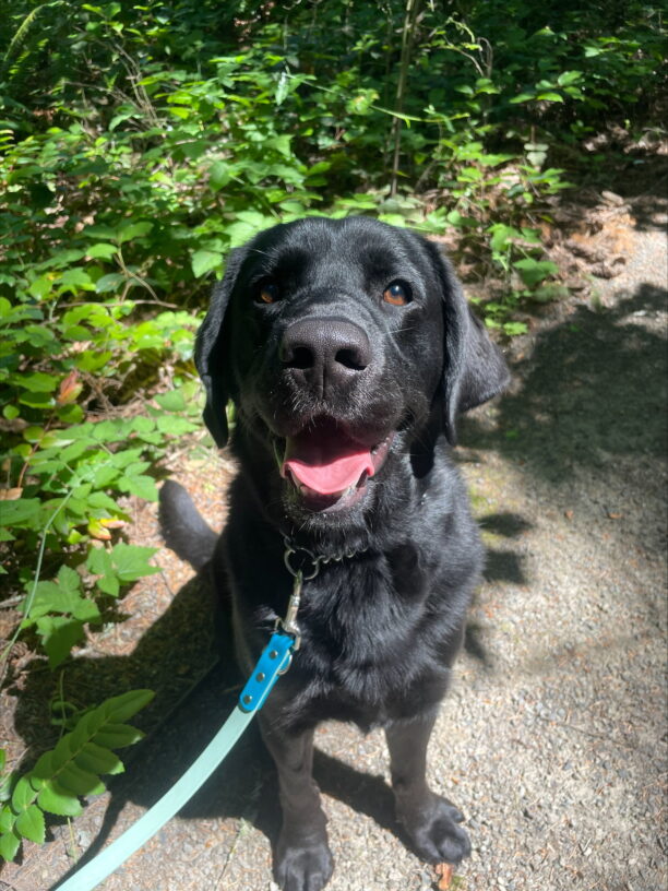 Black lab, Yuki, sitting politely on a trail on the Oregon campus and smiling at the camera.
