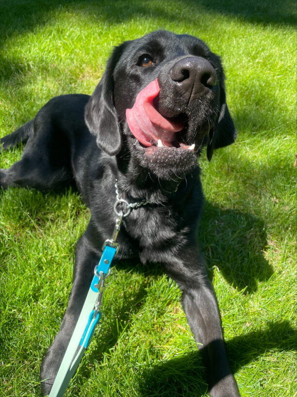 Black lab, Yuki, laying in a grassy patch licking his lips hoping for a good treat.