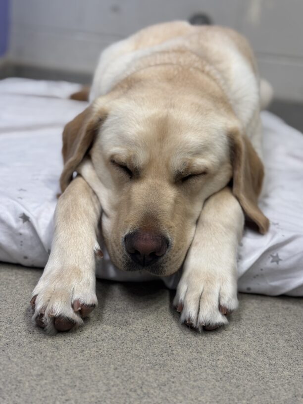 Yellow lab, Polenta, taking a relaxing nap on a white bed with grey stars.