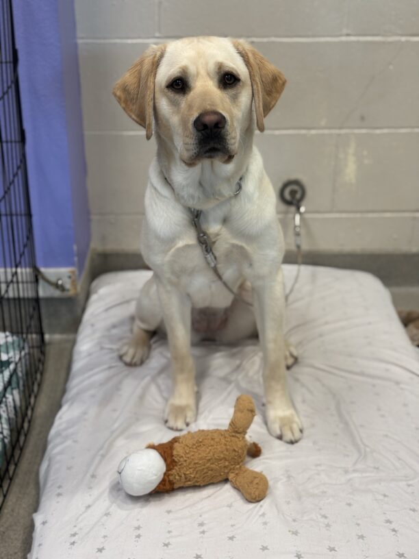Yellow lab, Polenta, sitting politely on tie down with a brown stuffed toy in front of her. She's looking hopefully at the camera anticipating a good snack.