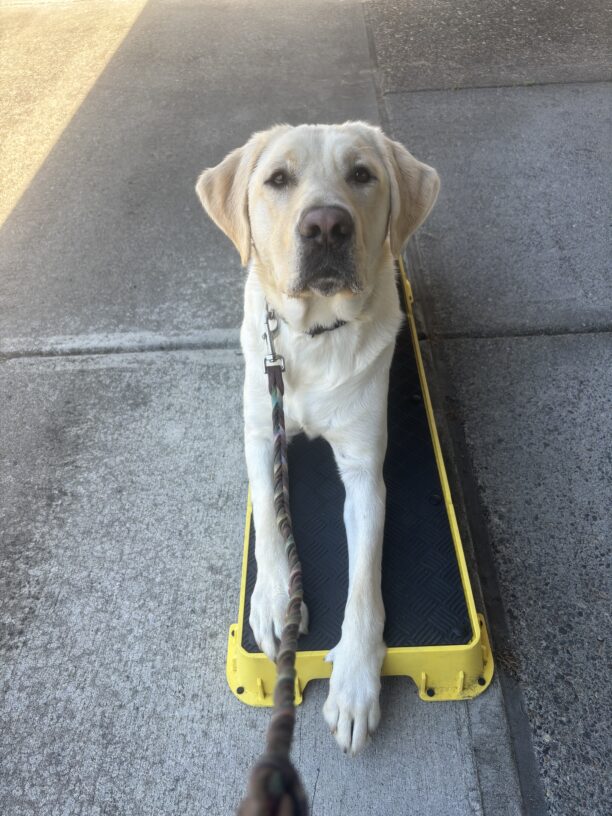 A yellow Labrador Retriever lays on a pedestal looking up at the camera. His front legs are stretched out ahead of him along with a leash.