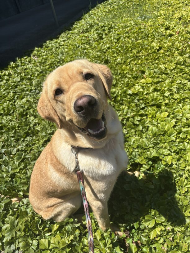 A Yellow Labrador Retriever sits in a bright green ground cover looking up at the camera. His mouth is open and a multicolored leash is attached to his blue collar.