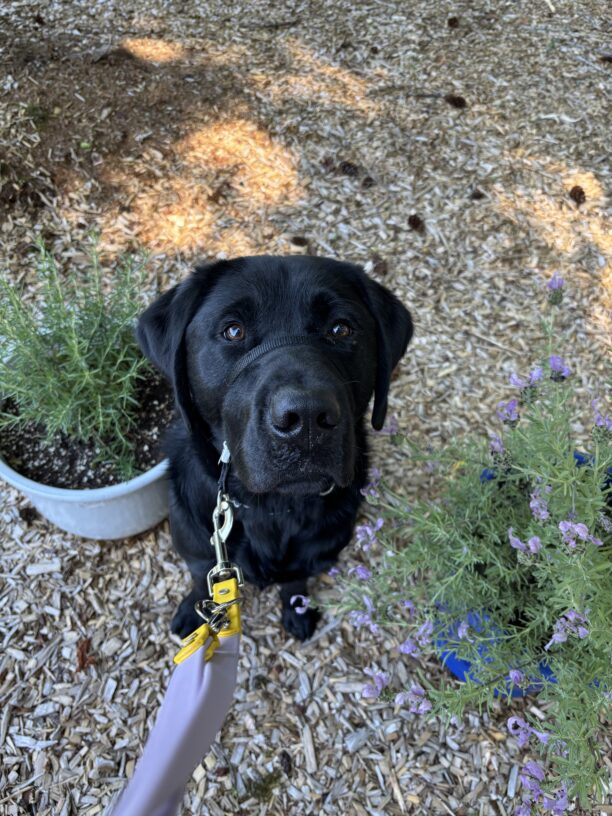 A male black lab named Gyro is sitting on the ground looking up at the camera. There is a planter slightly behind him and some additional flowers next to his head. His big brown eyes are looking very sweetly up at the person holding his leash.