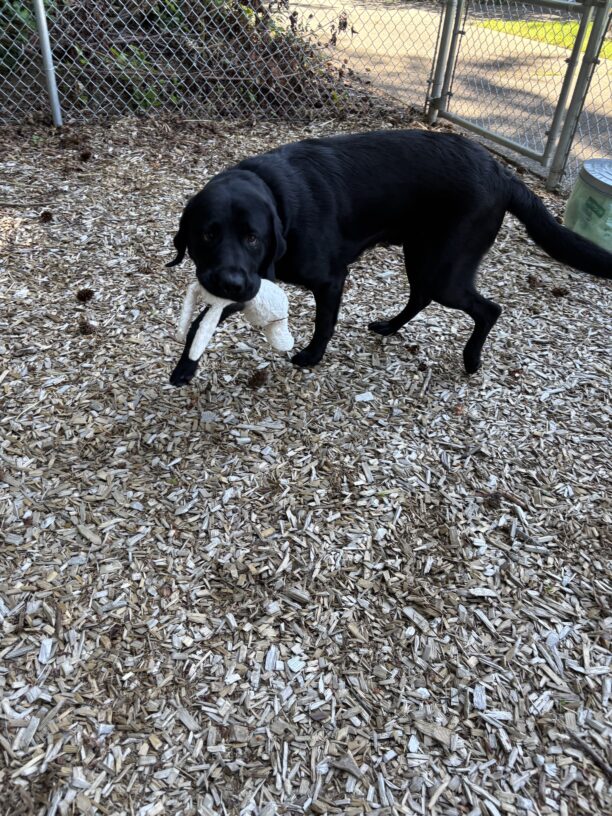 A male black lab named Gyro is running around in a bark chip play-area, while carrying a stuffed bunny toy in his mouth. His tail is wagging and he has big puppy eyes looking up as he turns towards the camera.