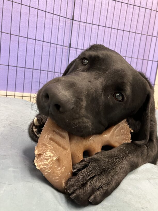 Black Labrador Retriever Keeper is lying on a light blue bed chewing on a fish-shaped bone, his head tilted. There is a purple wall and fencing of an ex-pen in the background.