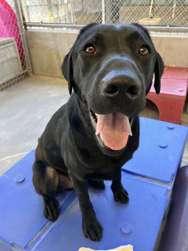 Black Labrador Retriever Keeper is sitting on a blue play structure in the community run area. He is looking up towards the camera with his mouth open and pink tongue showing.