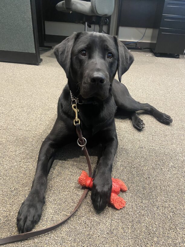 Milagro off-duty, enjoying a lobster shaped nylabone in an office on GDB's campus.